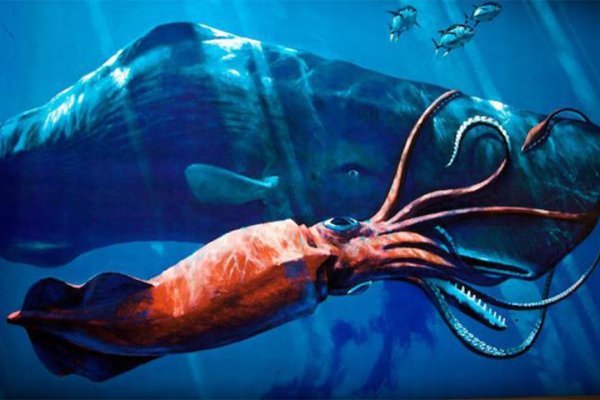 Kraken ссылка kraken torion